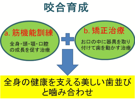 全身の健康を支える美しい歯並びと噛み合わせ